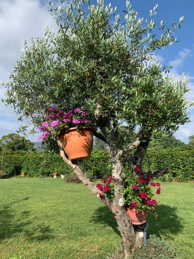 Quinta Do Pinheiral Villa Favoes Exteriör bild
